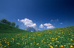 sea of dandelion with trees and Wilder Kaiser range, Kaiser range, Tyrol, Austria