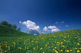 Löwenzahnwiese mit Bäumen und Wilder Kaiser, Kaisergebirge, Tirol, Österreich