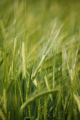 Barley field, close-up, , Carinthia, Austria