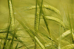 Barley field, close-up, , Carinthia, Austria