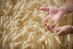 Male hands in corn field, , Carinthia, Austria