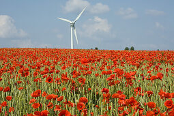 Mohn im Getreidefeld bei Hannover, Mohn im Getreidefeld, Klatschmohn, Detail, Windrad, Wolken