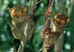 Tarsier, Chocolate Hills, Bohol Island, Visayas, Philippines