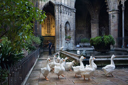 geese in the cloister, Claustro, La Seu, Cathedral de Santa Eulalia, Barri Gotic, Ciutat Vella, Barcelona, Spain