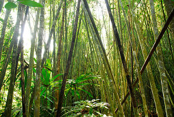 Bamboo in Khao Sok National Park, Surat Thani, Thailand