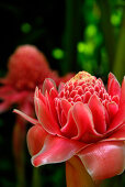 Close up of a blossom, Torch Ginger, in the garden of Hotel Rayavadee, Hat Phra Nang, Krabi, Thailand