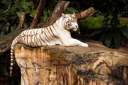 Seltener weißer Tiger, Singapore Zoo, Singapur