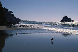 Coast at Anchor Bay, Route Nr. 1, Mendocino Country, California, USA