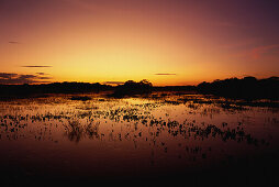 Flood water during the rainy season, Pantanal, Mato Grosso, Brasil, South America