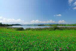 green pasture with red clover and lake Riegsee, Bavarian Alps in background, Upper Bavaria, Bavaria, Germany