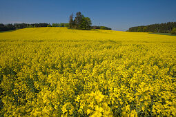 A blossoming canola field, rape field, Droessling, Bavaria, Germany