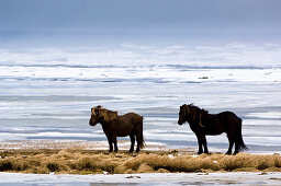 Two horses on tongue of land, Iceland