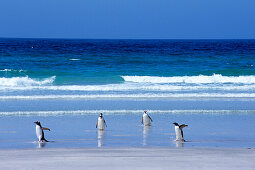 Magellan Pinguine am Strand von Saunders Isl., Falkland-Inseln, Südamerika