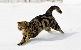 Katze rennt im Schnee, Hauskatze, Deutschland