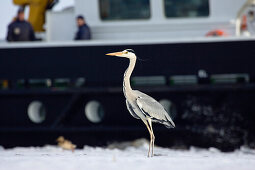 Graureiher fliegt vor Schiff, Ardea cinerea, Hafen von Wolgast, Usedom, Deutschland