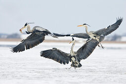 Graureiher streiten um Fisch, Ardea cinerea, Usedom, Deutschland