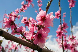 Almond trees in blossom, Provence, France