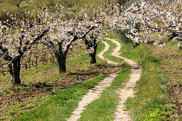 Kirschblüte Provence, Frankreich