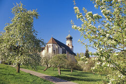 Blühende Kirsch- und Apfelbäume, Kloster St Trudpert, Münstertal, Schwarzwald, Baden-Württemberg, Deutschland