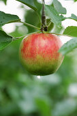 Apple hanging from tree, Styria, Austria
