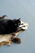 Schwarze Katze liegt auf Tierfell