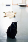 Schwarze Katze sitzt auf dem Boden