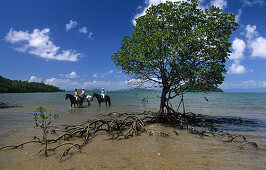 Horse riding on Dunk Island, the main island of the Family Islands Group, Dunk Island, Great Barrier Reef, Australien