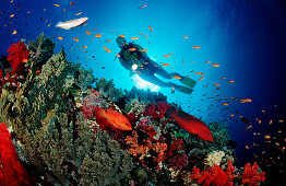 Coral grouper and scuba diver, Cephalopholis miniata, Egypt, Red Sea, St. John´s Reef