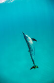 Atlantischer Fleckendelfin, Zuegeldelfin, Stenella frontalis, Bahamas, Atlantischer Ozean