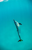 Atlantic spotted dolphin, Stenella frontalis, Bahamas, Atlantic Ocean