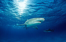 Lemon Shark, Negaprion brevirostris, Bahamas, Grand Bahama Island, Atlantic Ocean