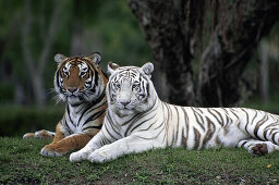 Weißer Tiger, Indischer Tiger, Gehege, Zoo