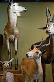 Stuffed wild animals in the Museum of Natural History, Vienna, Austria
