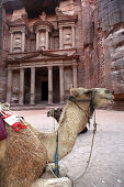 Camels in front of The Treasury, Petra, UNESCO World Heritage Site, Jordan