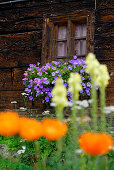 Blumenkasten an einem Bauernhaus, Livigno, Lombardia, Italien
