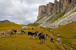 Eselherde mit Wanderergruppe, Forcella Giau, Dolomiten-Höhenweg Nr. 1, Ampezzaner Dolomiten, Cortina d´Ampezzo, Dolomiten, Venezien, Italien