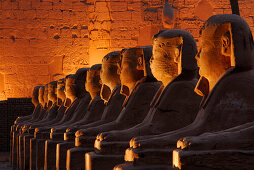 sphinxes in front of first pylon in Luxor temple, illuminated in twilight, Egypt, Africa