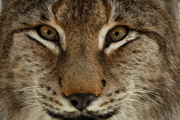 Portrait of male lynx, Lynx, Lynx lynx, outdoor-enclosure, Bavarian Forest National Park, Lower Bavaria, Bavaria, Germany