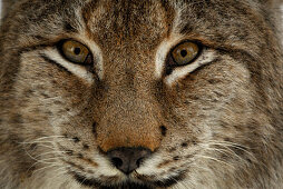 Luchs, Männchen, Portrait, Freigehege Nationalpark Bayerischer Wald, Niederbayern, Bayern, Deutschland