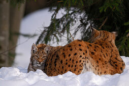 Lynx cub snuggling against mother, Lynx, Lynx lynx, outdoor-enclosure, Bavarian Forest National Park, Lower Bavaria, Bavaria, Germany