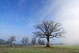 Bare oak trees in fog, Bad Feilnbach, Upper Bavaria, Bavaria, Germany