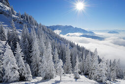 View over snow covered coniferous forest and sea of fog over Inn valley to Wilder Kaiser, Zahmer Kaiser, Kaiser Range, Tyrol, Austria