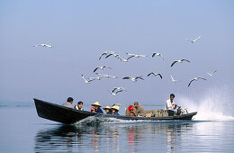 Seagulls following boat on lake. Inle Lake. Shan State. Myanmar.
