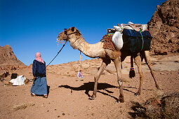 Bedouin with dromedary camel, Sinai, Egypt, Africa