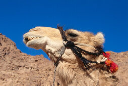 Close up of a dromedary camel, Sinai, Egypt, Africa