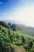 View over vineyard to Lake Constance, Meersburg, Baden-Wurttemberg, Germany
