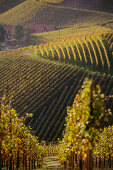 Vineyard Durbacher Plauelrain, Durbach, Baden-Wurttemberg, Germany