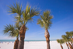 Palmen am Clearwater Beach unter blauem Himmel, Tampa Bay, Florida, USA