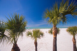 Palmen am Clearwater Beachunter blauem Himmel, Tampa Bay, Florida, USA