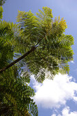 View at a tree fern at El Yunque National Park, Cordillera Central, Puerto Rico, Carribean, America